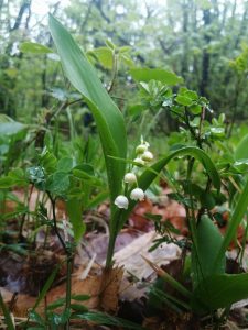 Photo muguet 1er mai 2021